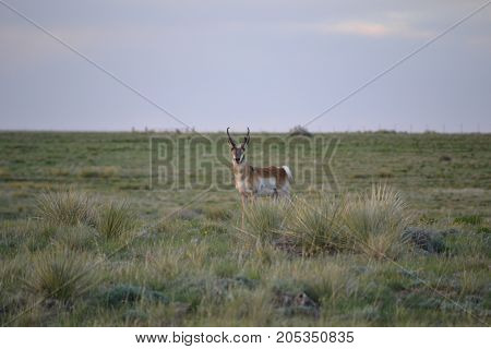 a pronghorn wandering the countryside at sunset