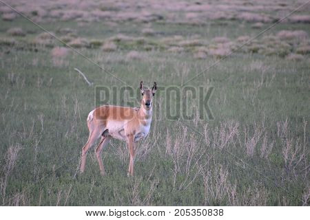 a pronghorn wandering the countryside at sunset