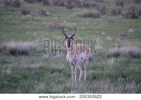 a pronghorn wandering the countryside at sunset