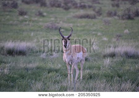 a pronghorn wandering the countryside at sunset
