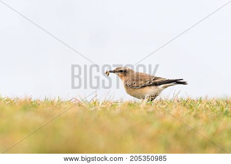Wheatear (Oenanthe oenanthe) female with wasp in beak. Summer visitor to Britain in the family Turdidae feeding on Somerset Coast before flying south for winter