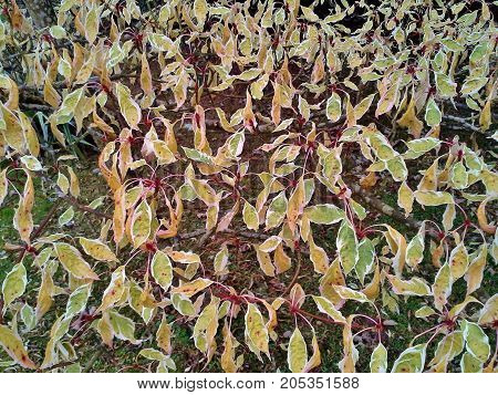 Wedding Cake Tree Mosaic in the Garden