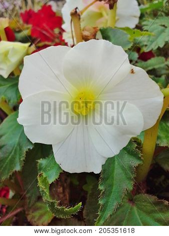 White Begonia Flower with Yellow Twirly Center