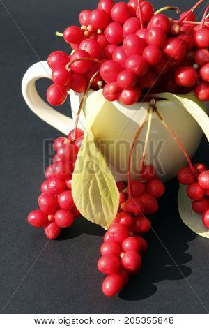 branches of red schizandra and leaves in the plate on the dark background. Crop of schizandra