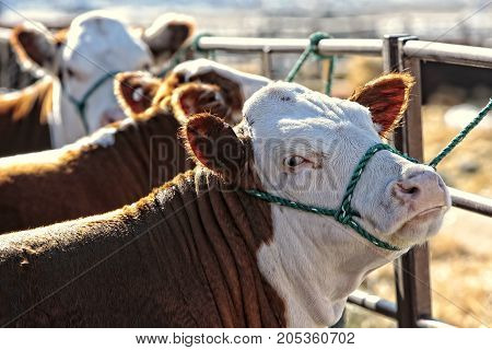 Hereford heifer cows are groomed for the show and sale ring as they wait outside in the early afternoon sun.
