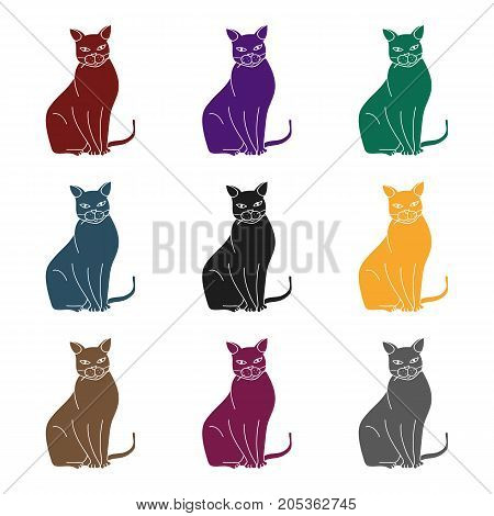 Chartreux icon in black design isolated on white background. Cat breeds symbol stock vector illustration.