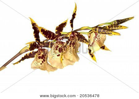 Orquídea Odontoglossum isolada