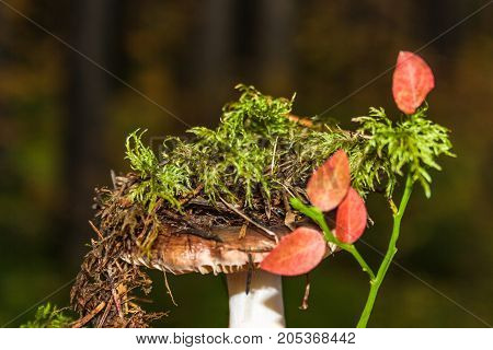 Boletus In Moss. Forest Mushroom. Close-up.