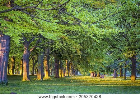 Tranquil Scenery of Natural Holland Park in the Hague City in the Netherlands. Picture taken During a Golden Hour. Horizontal Image Composition