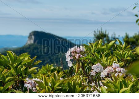 Mountain Laurel Bloom With Table Rock Mountain In Background