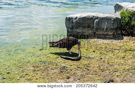 Single turkey vulture eating dead eel fish on rocky lake shore near boulders.