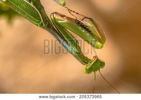 Sideview Of Head Of European Praying Mantis