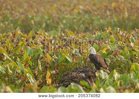 A bald eagle perching on an abandoned musk rat mound in the middle of a water lotus field.