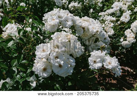 White flowers. horizontal shot in the afternoon