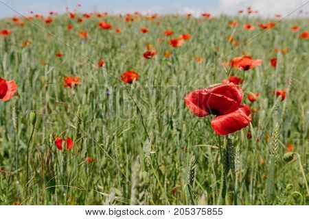 Poppies in the field. horizontal shot in the afternoon
