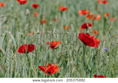 Poppies in the field. horizontal shot in the afternoon