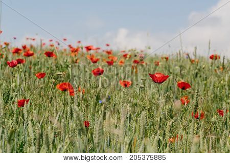 Poppies in the field. horizontal shot in the afternoon