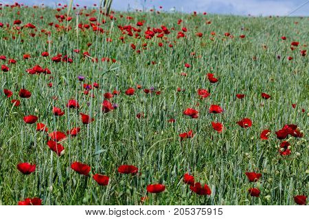 Poppies in the field. horizontal shot in the afternoon