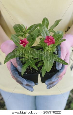 a gardener holding flowers ready to plant.