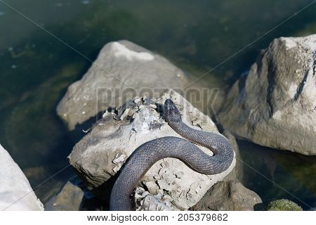 Snake laying on the rocks sunbathing the day away