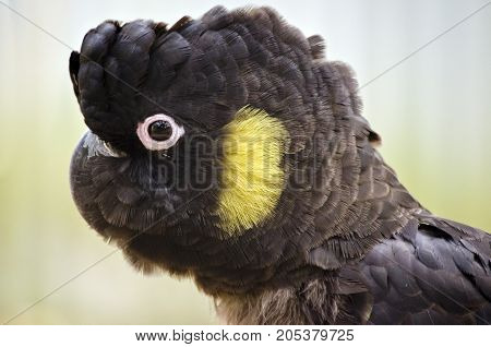 this is a close up of a yellow tailed black cockatoo