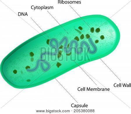 Lactobacillus bacteria internal structure. Medical vector illustration