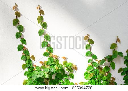 Green Coatbuttons Mexican daisy Ficus pumila on the cement wall.
