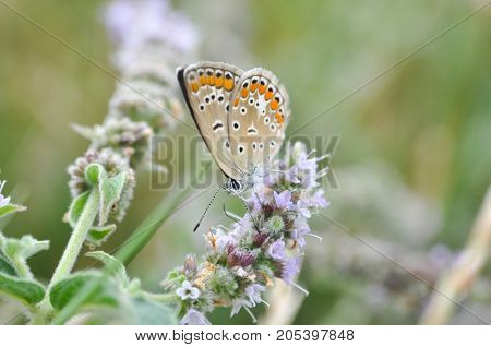 Aricia agestis, Brown Argus butterfly in nature. Common blue butterfly on wild flowers