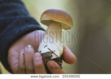 Big white mushroom in hand - autumn forest, close up