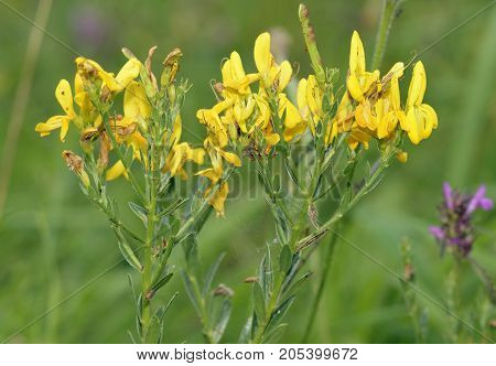 Dyers Greenweed