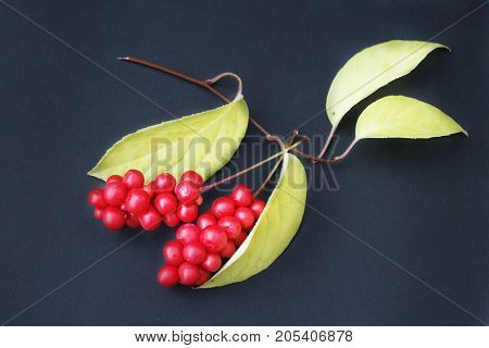 berries of schizandra with leaves on the black isolated