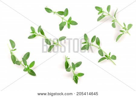 Fresh thyme spice isolated on white background.