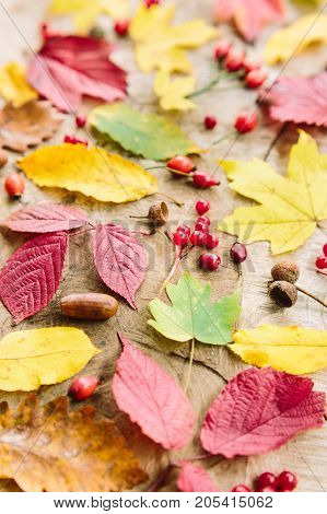 colouring, environment protection, background concept. there are different berries such as from rowantree, rosehip and dogwood places in the middle of few autumn leaves of fire colours