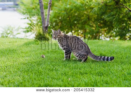 Cat playing with a mouse he just caught. Gray cat sitting on green grass.