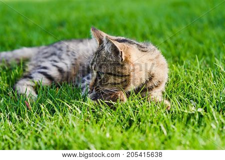 Cat playing with a mouse he just caught. Gray cat lying on green grass.