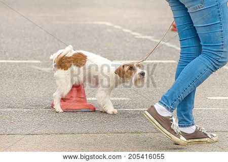 small terrier breed dog pisses on a red column and guiltily looks at the owner. Space under the text. 2018 year of the dog in the eastern calendar Concept: parodist dogs, dog friend of man, true friends, rescuers.