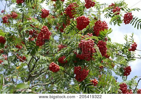 Rowan Berry On A Tree In The Autumn