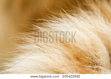 red cat fur as background. macro . Photo of an abstract texture