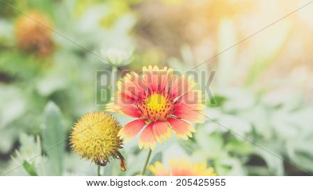 Flower (zinnia, Zinnia Violacea Cav.) In Garden