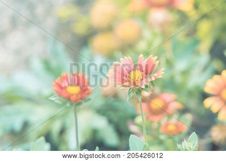 Flower (zinnia, Zinnia Violacea Cav.) In Garden