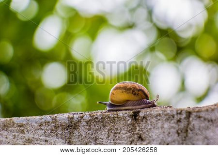 Snaile on the Concrete wall in macro close-up blurred background