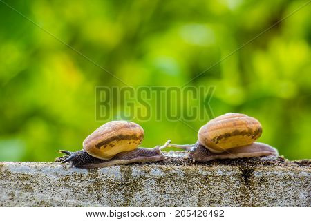 Snaile on the Concrete wall in macro close-up blurred background