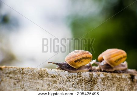 Snaile on the Concrete wall in macro close-up blurred background