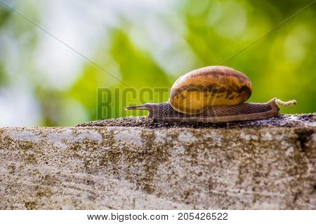 Snaile on the Concrete wall in macro close-up blurred background