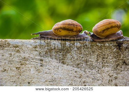 Snaile on the Concrete wall in macro close-up blurred background
