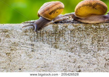 Snaile on the Concrete wall in macro close-up blurred background