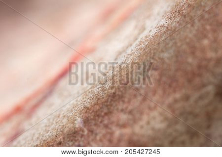 catfish skin as a background. macro . Photo of an abstract texture