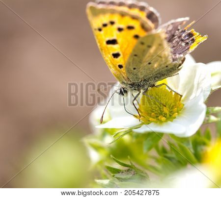 beautiful butterfly in nature. macro . In the park in nature