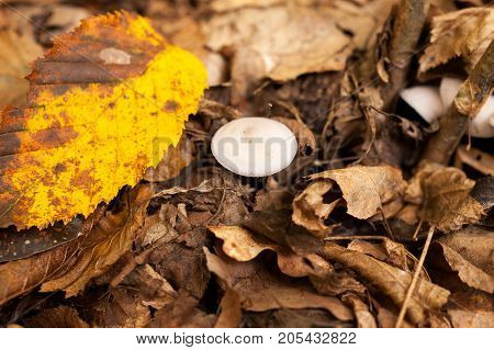 food, season, beauty of nature concept. close up of little mushroom with clean white cap that are growing among dried and faded leaves nearby with still yellow leaf