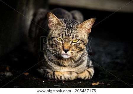 Cat in the dark sitting with a beautiful posture